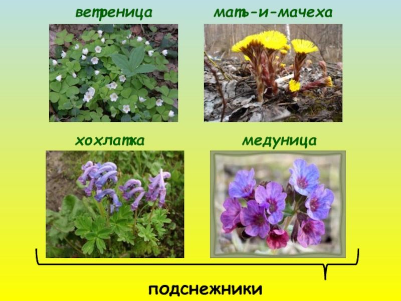 В гости к весне презентация 2 класс презентация