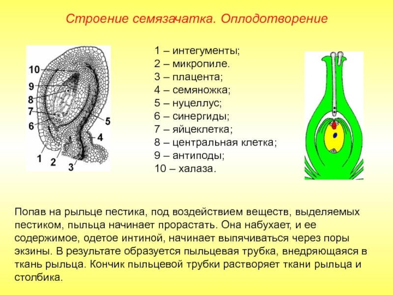 1 – интегументы;2 – микропиле.3 – плацента;4 – семяножка;5 – нуцеллус;6 – синергиды;7 – яйцеклетка;8 – центральная