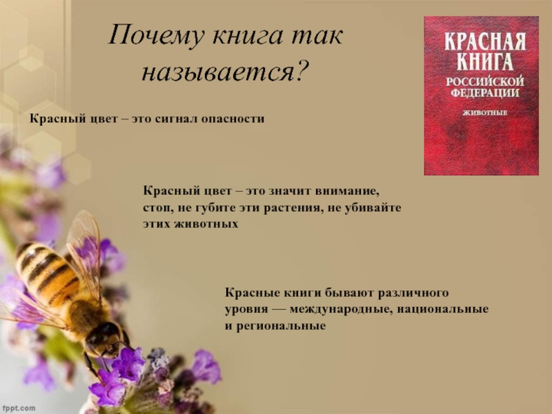 Почему красная книга называется красной