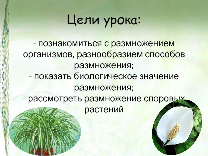 В чем заключается значение размножения для человека