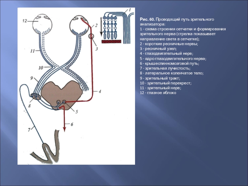 Проводящий путь зрительного анализатора схема анатомия