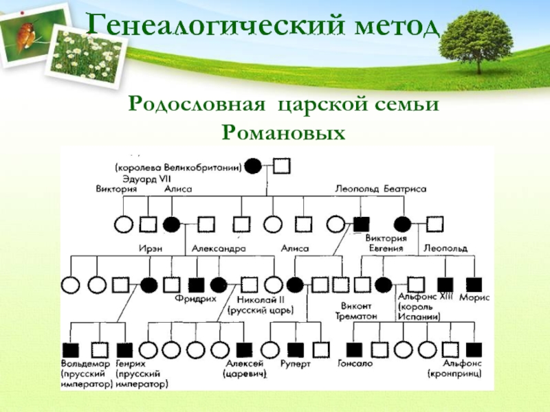 Презентация составление родословных 10 класс