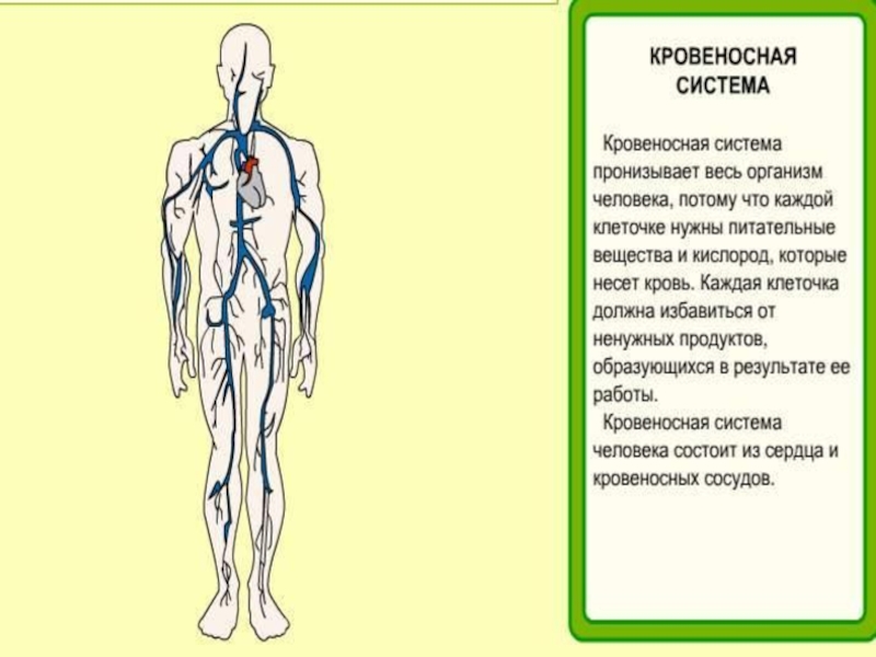 Система 3 4 5. Кровеносная система человека 3 класс окружающий мир. Кровеносная система 3 класс окружающий мир. Кровеносная система 4 класс. Кровеносная система человека схема 4 класс.