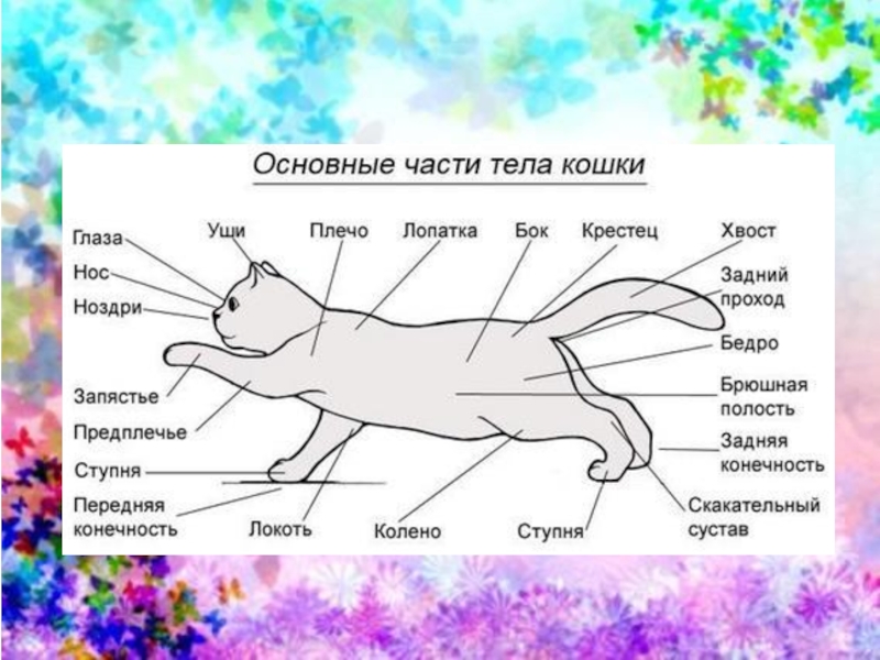 Внешнее строение кошки кратко. Части тела кошки. Части тела кошки с названием. Название частей тела кота. Строение кошки для детей.
