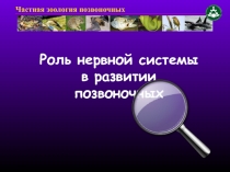 Роль нервной системы в развитии позвоночных
Частная зоология позвоночных