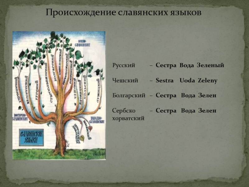 Славянская ветвь языков