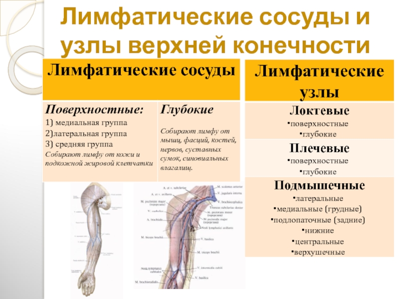 Схема лимфатических сосудов