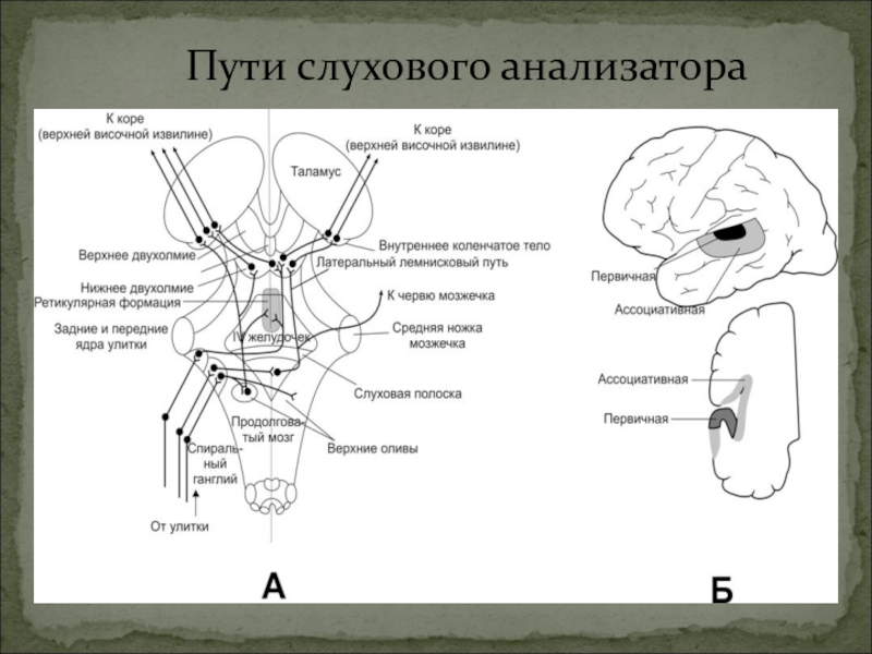 Строение статокинетического отдела уха статокинетический анализатор равновесия презентация