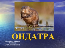 Ондатра