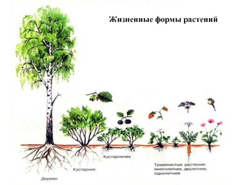 Жизненные формы цветковых растений презентация