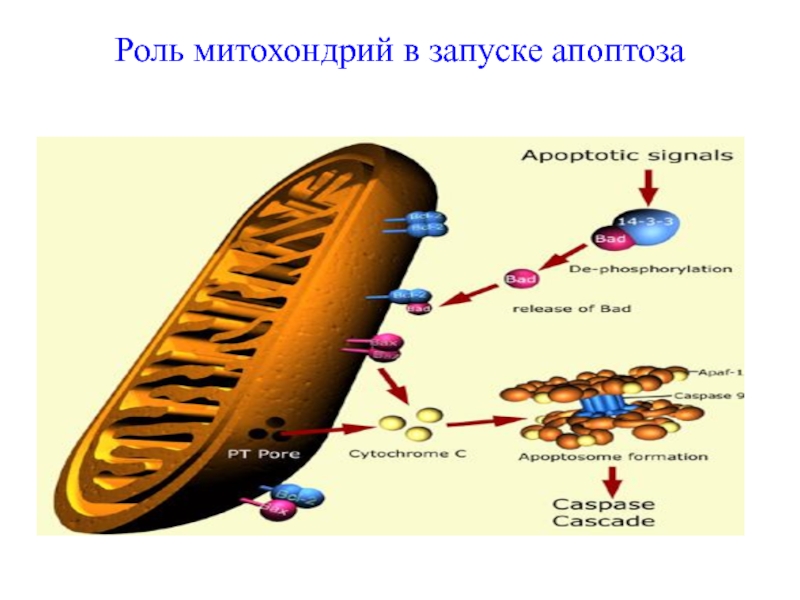 Митохондриальный путь развития апоптоза. Митохондриальный механизм апоптоза. Митохондриальный механизм развития апоптоза. Роль митохондрий в апоптозе.