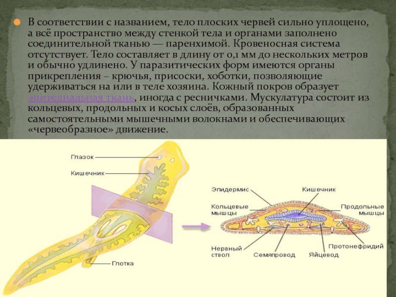 Тело плоских червей заполнено