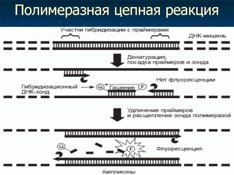 Схема полимеразной цепной реакции