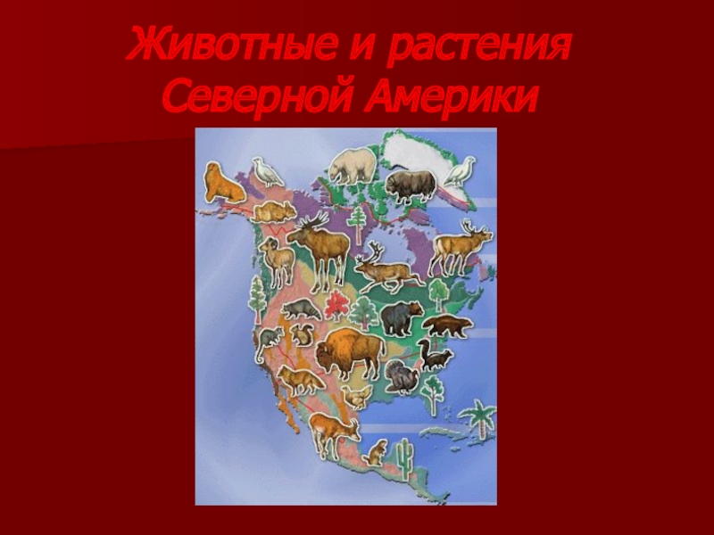 Мир северной америки. Животные и растения Северной Америки. Северная Америка растения и живот. Растения которые обитают в Северной Америке. Растения материка Северная Америка.