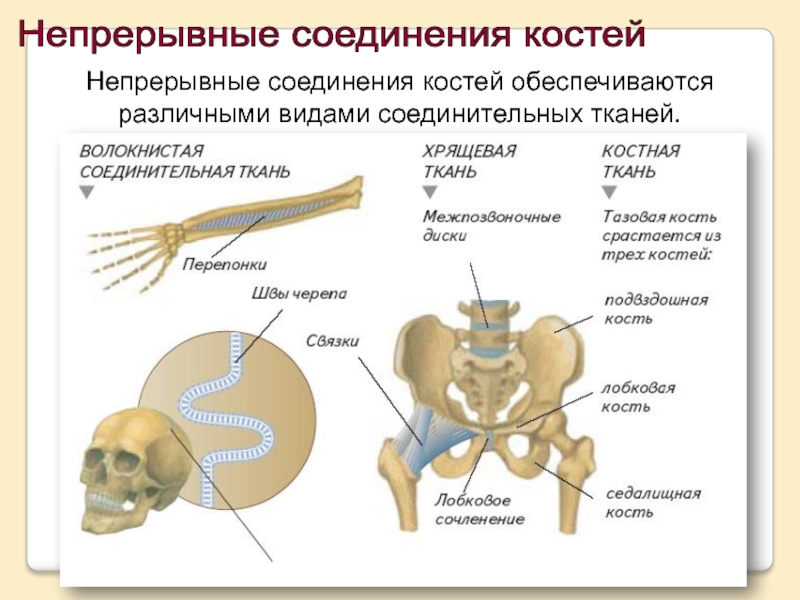 Назвать типы соединения костей