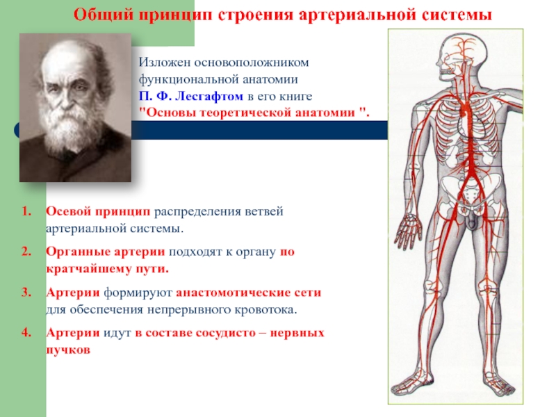 Артериальная система анатомия схема артерий