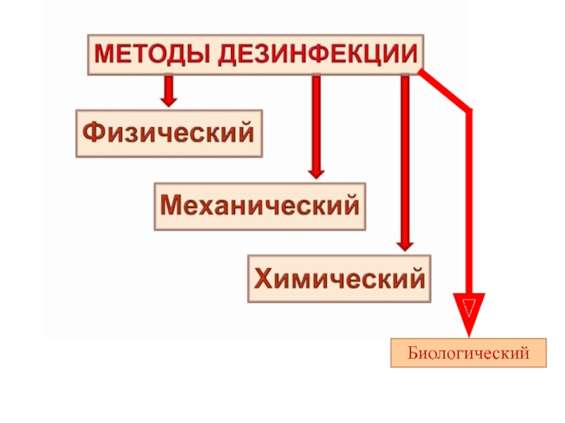 Дератизация презентация эпидемиология