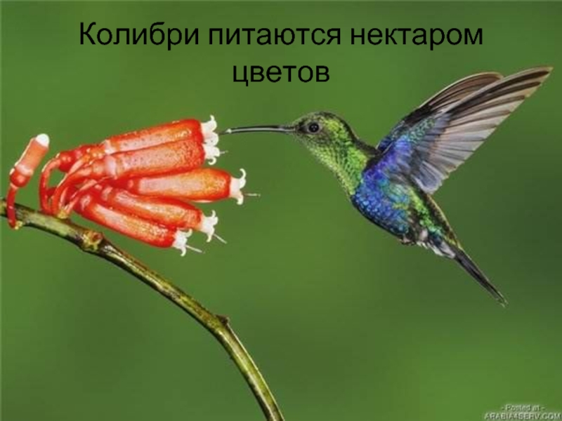 Колибри питаются нектаром цветов