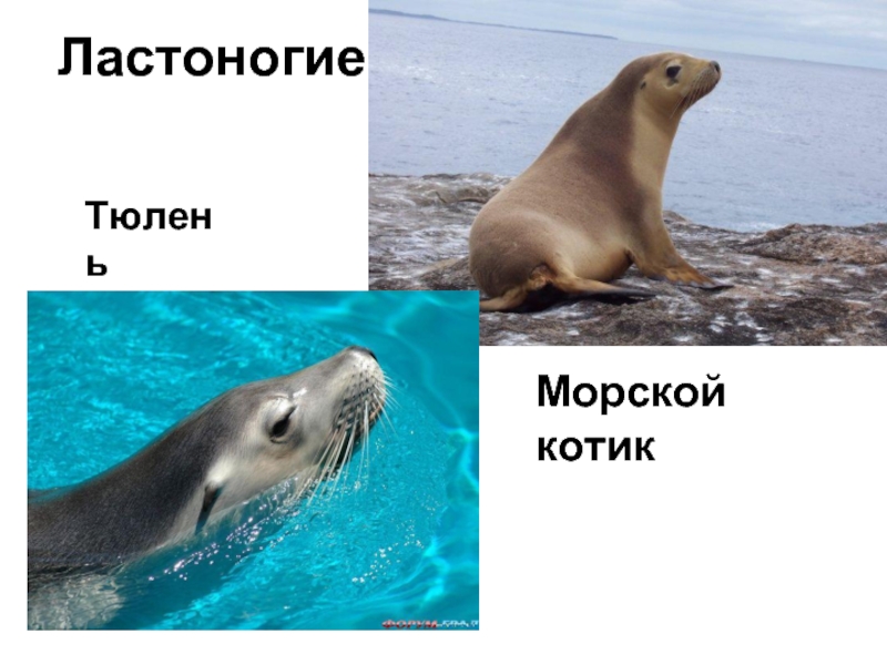 Тюлень фото и морской котик отличия