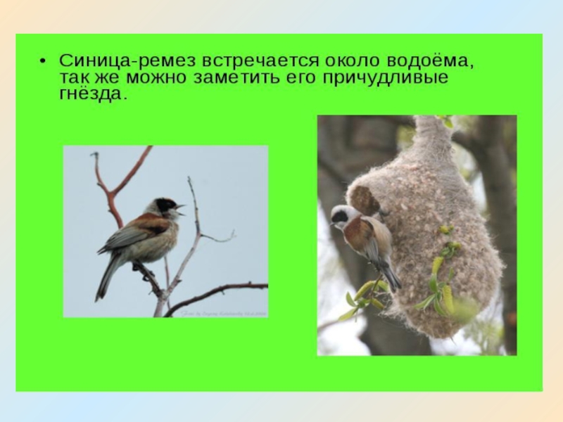 Птицы существительные слова. Существительное птицы. Имена существительные птицы пример.