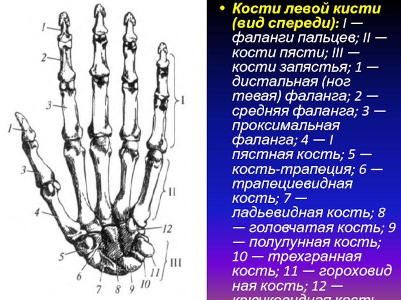 Ряд костей запястья. 1 Пястной кости. Проксимальная фаланга 5 пальца правой кисти. Фаланги 1 пальца кисти анатомия. Головка 3 пястной кости кисти.