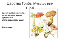 Царство Грибы Mycetae или Fungi