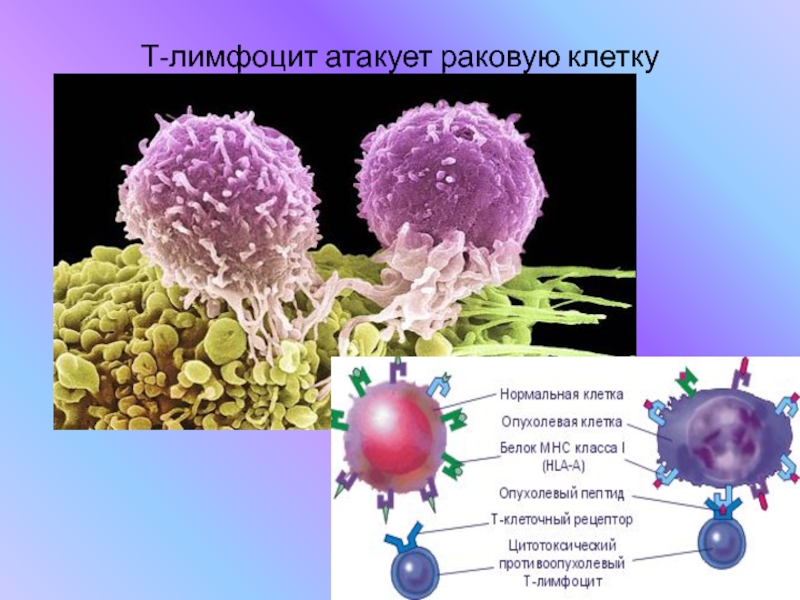 Т лимфоциты фото