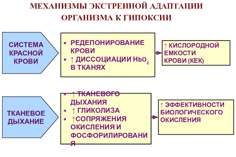 Экстренная адаптация к гипоксии схема