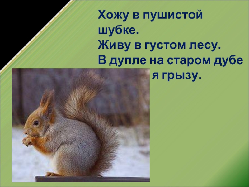 9 ходишь. Хожу в пушистой шубе живу в густом лесу в дупле на Старом дубе. Хожу в пушистой шубке живу в густом. Хожу в пушистой шубке. Хожу в пушистой шубке в дупле на Старом.