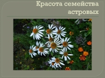 Красота семейства астровых 6 класс