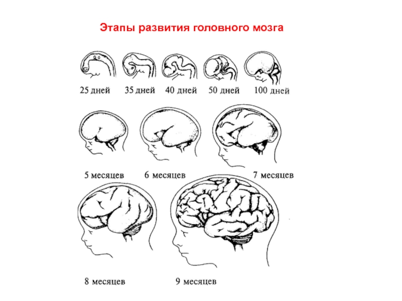 Нарушение развития головного мозга. Этапы развития головного мозга. Стадии развития головного мозга. Этапы эволюции головного мозга. Порог развития головного мозга.