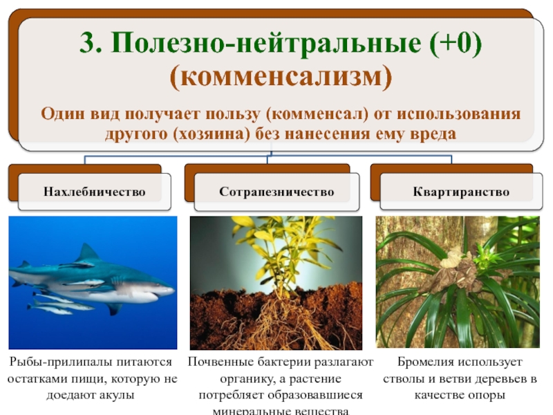 Расскажите о связи растений и животных. Полезнонейтральне отношения. Полезно нейтральные отношения. Виды комменсализма. Полезно нейтральные отношения примеры.