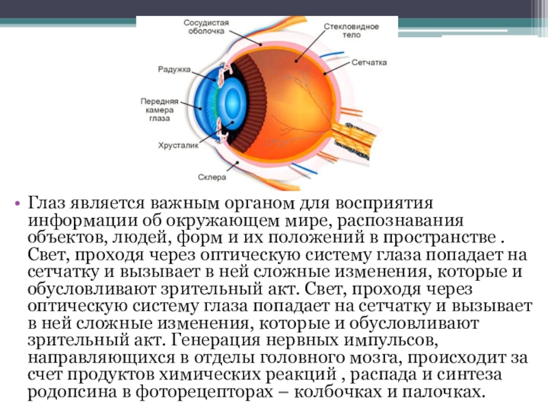 Изображение предметов на сетчатке глаза человека является мнимым уменьшенным 2 действительным