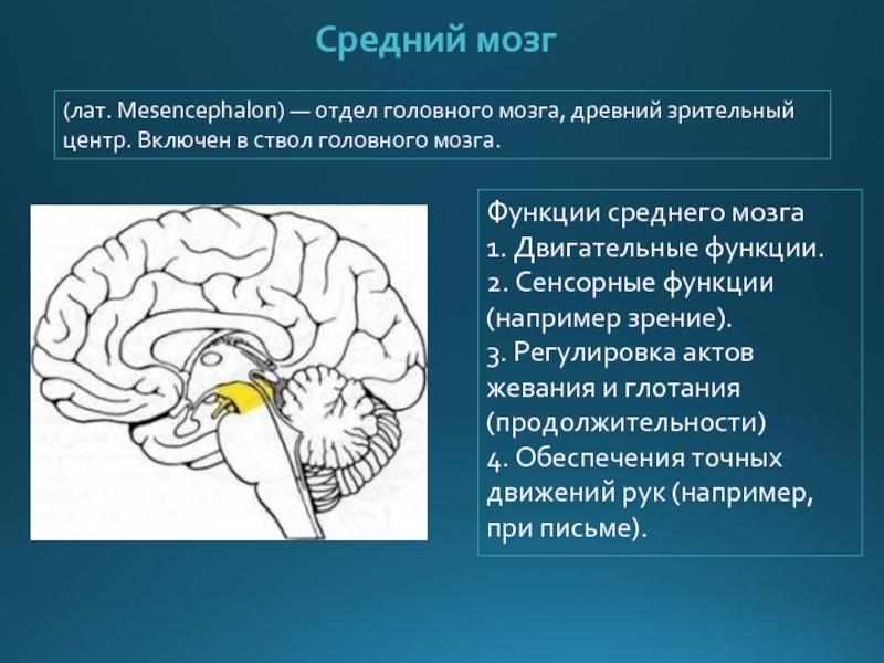 Функции среднего мозга. Средний мозг. Средний отдел мозга функции. Средний мозг строение и функции. Средний мозг функции.