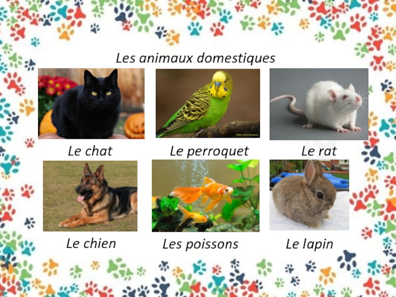 Des animaux