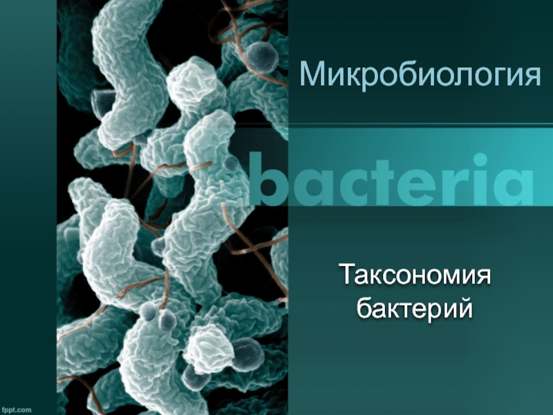 Таксономия бактерий