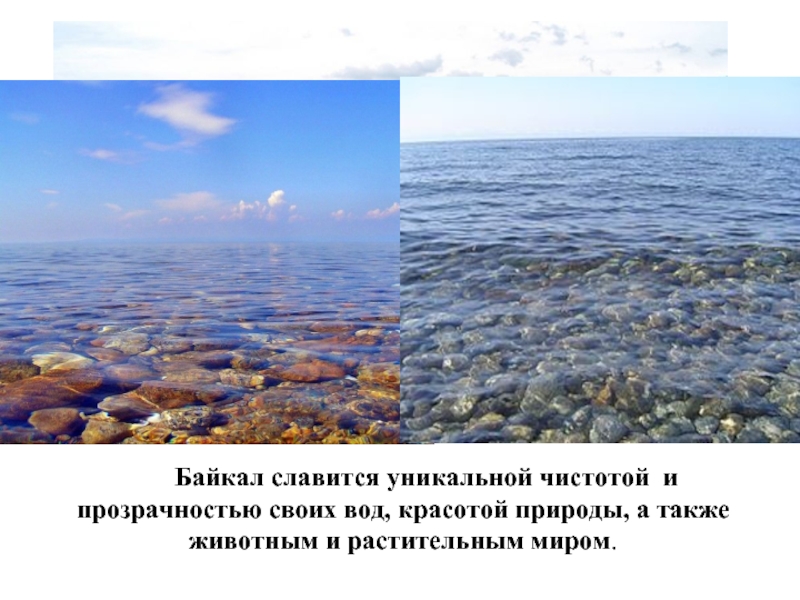 Байкал славится уникальной чистотой и прозрачностью своих вод, красотой природы, а также животным
