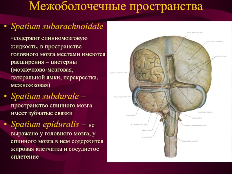 Мозжечковые цистерны