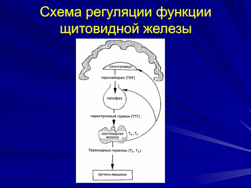 На рисунке изображена схема влияния гипофиза на функционирование щитовидной железы