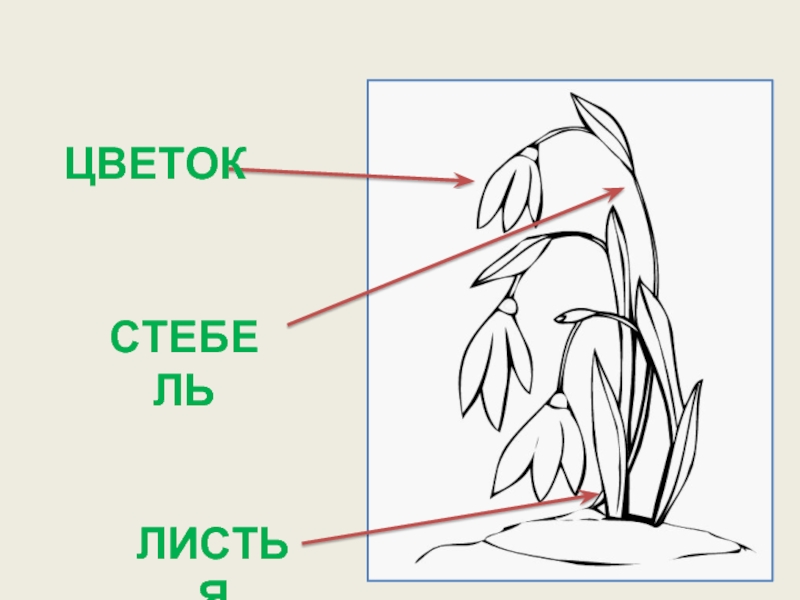 Подснежник звуковая схема