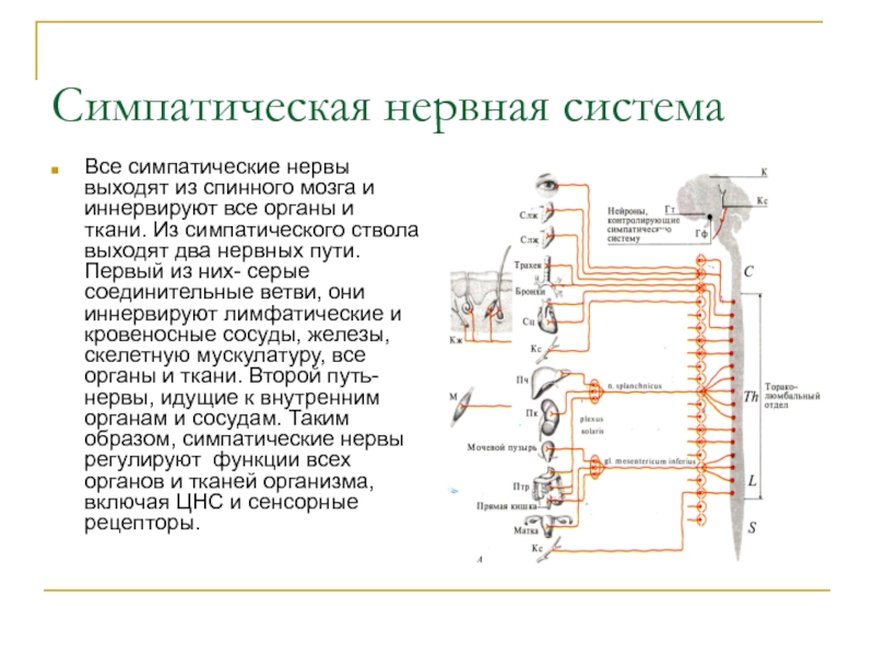 Оценка функционального состояния вегетативной нервной системы спортсменов презентация