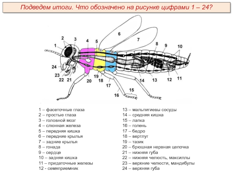 Подведем итоги. Что обозначено на рисунке цифрами 1 – 24?1 – фасеточные глаза2 – простые глаза3 –