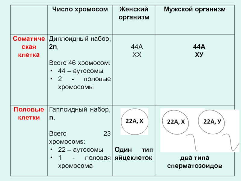 Антитела к нуклеосомам. Количество хромосом в женском Джемете мужском комедия.