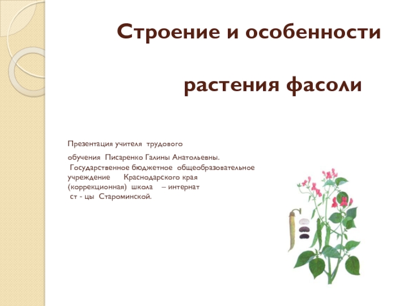 Презентация Строение и особенности растения фасоли