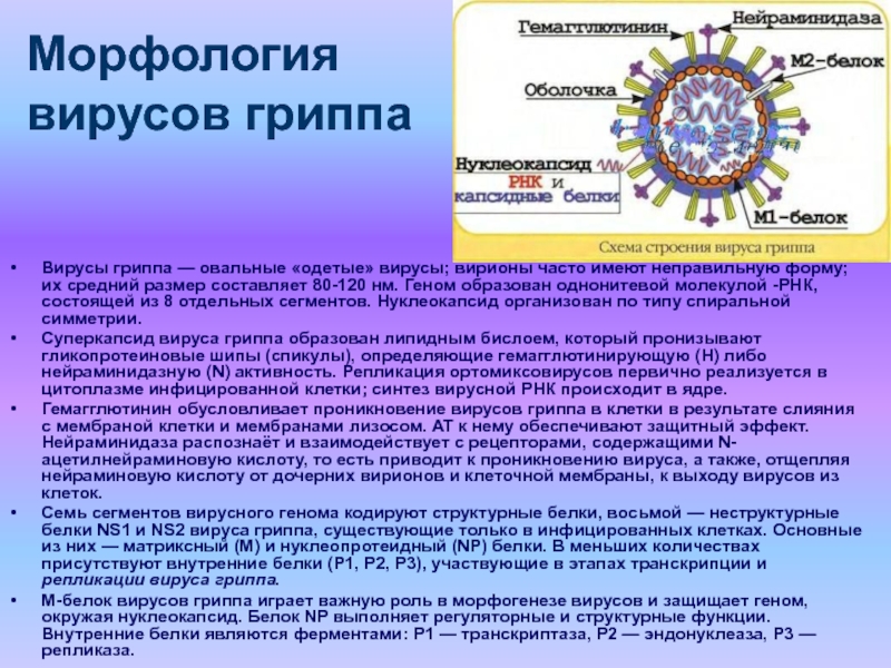 Ортомиксовирусы микробиология презентация