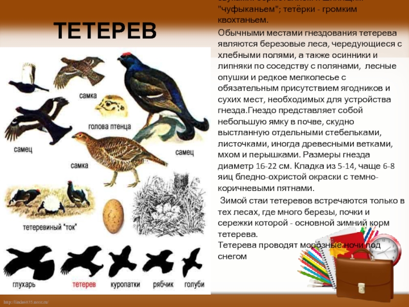 Какой тип развития характерен для черного коршуна изображенного на рисунке