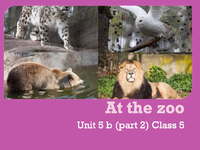 Презентация к урокe Unit 5 b Spotlight 5 (At the zoo)