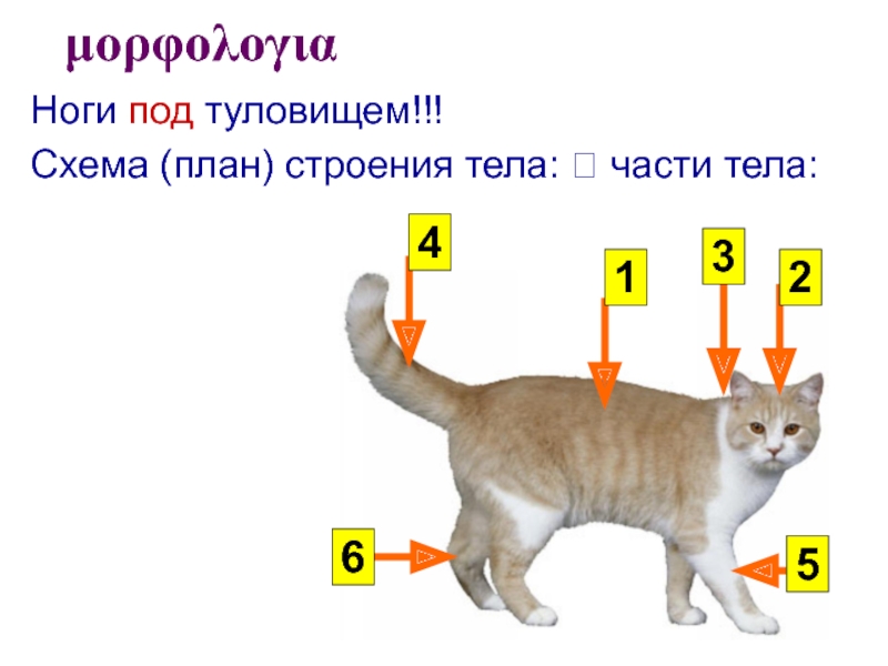 Внешнее строение млекопитающих кошка. 1. Изучить общий план строения тела млекопитающих.. Части тела млекопитающего кот. 45 См длина тела кошки. Положение о едином плане строения всех животных.