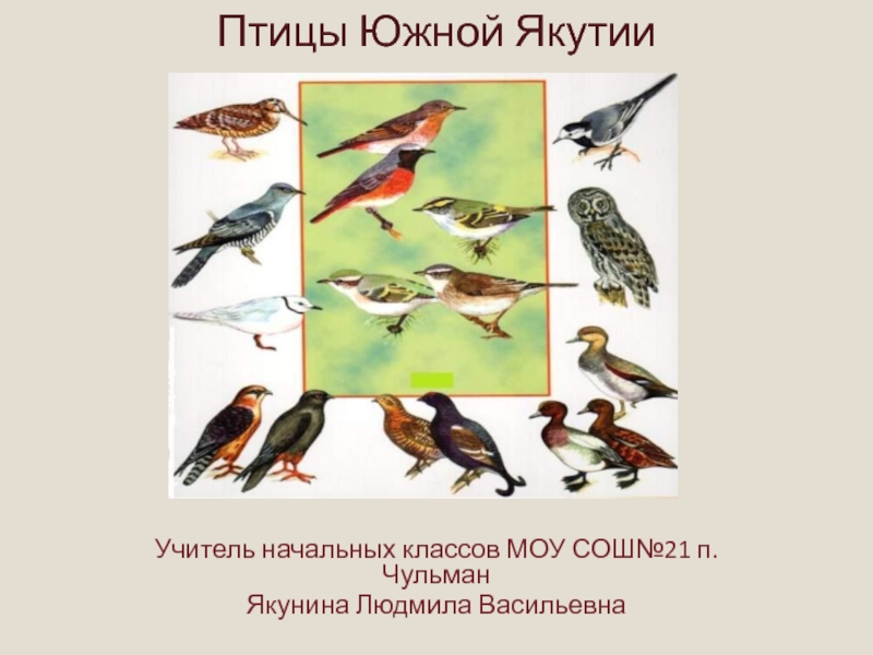 Птицы Южной Якутии 3 класс