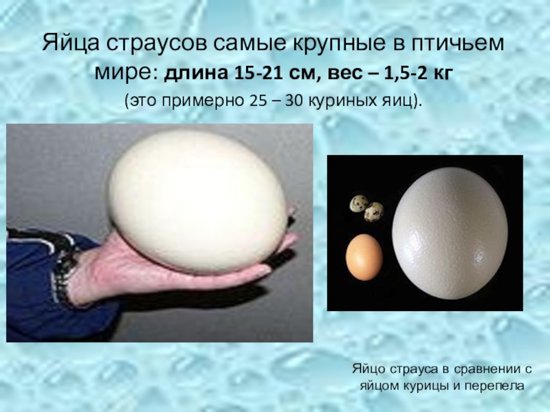 Яйцо курицы вес. Страусиное яйцо размер. Яйцо страуса размер. Скольеовесит яйцо страуса. Вес яйца страуса.